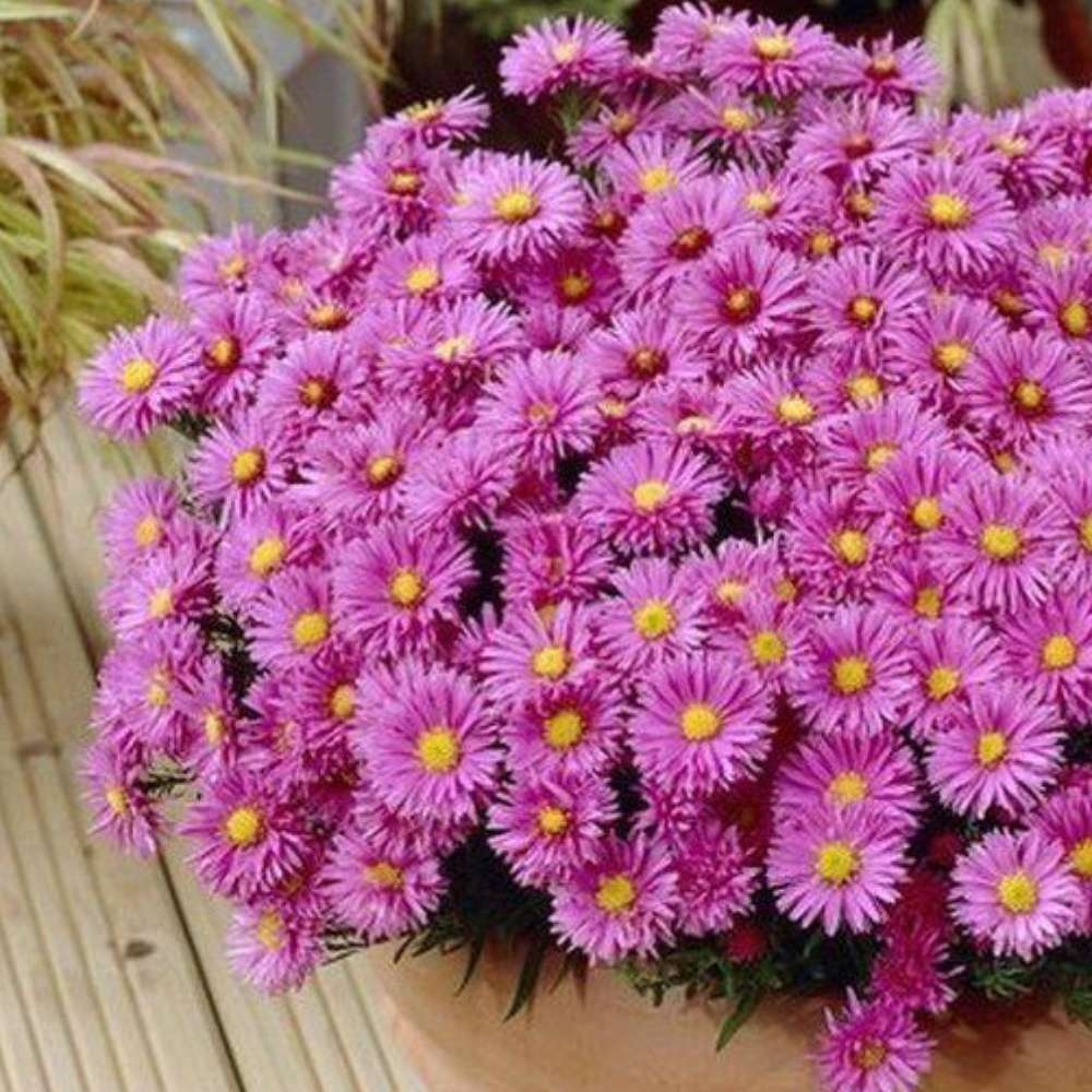 Steluta de Toamna (Aster) Anneke, perena decorativa cu flori violet, inflorire septembrie-octombrie, rezistenta frig