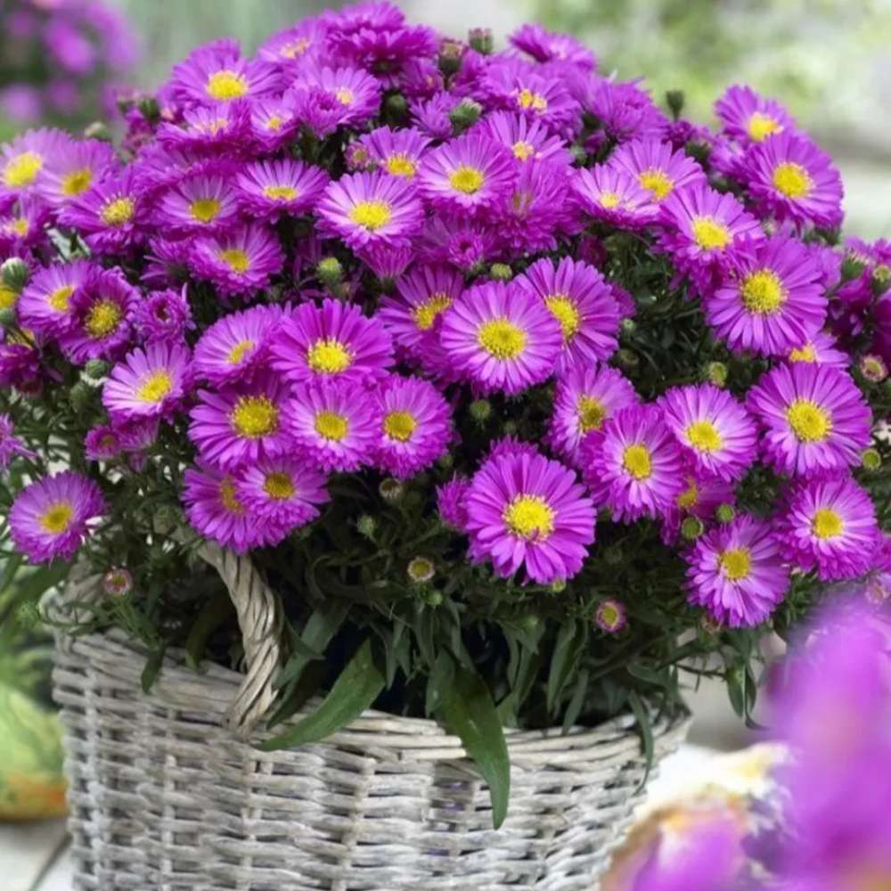 Steluta de Toamna (Aster) Anneke, perena decorativa cu flori violet, inflorire septembrie-octombrie, rezistenta frig