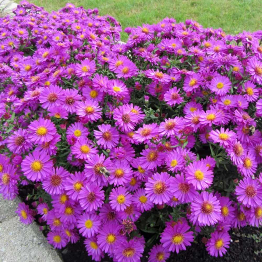 Steluta de Toamna (Aster) Anneke, perena decorativa cu flori violet, inflorire septembrie-octombrie, rezistenta frig