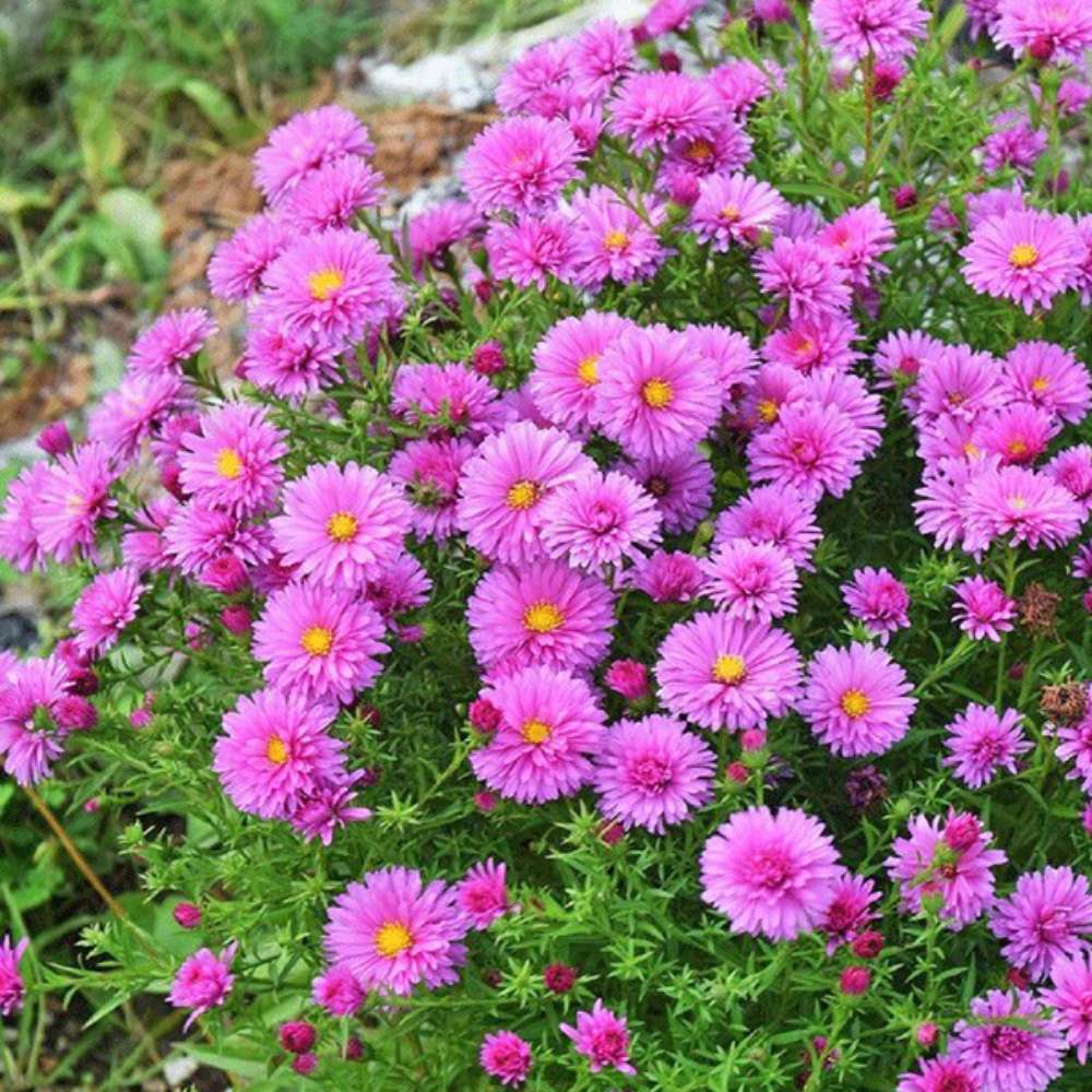 Steluta de Toamna (Aster) Anneke, perena decorativa cu flori violet, inflorire septembrie-octombrie, rezistenta frig