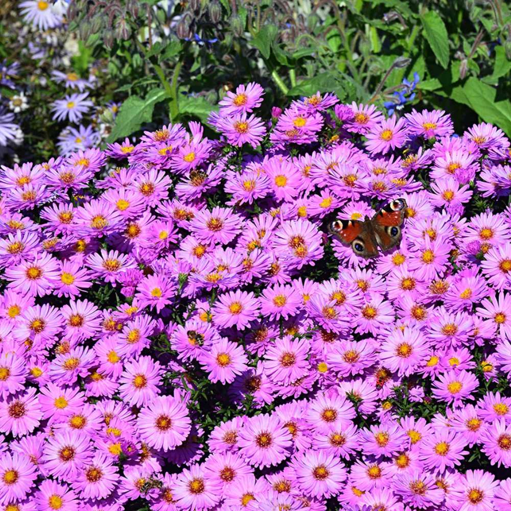Steluta de Toamna (Aster) Anneke, perena decorativa cu flori violet, inflorire septembrie-octombrie, rezistenta frig