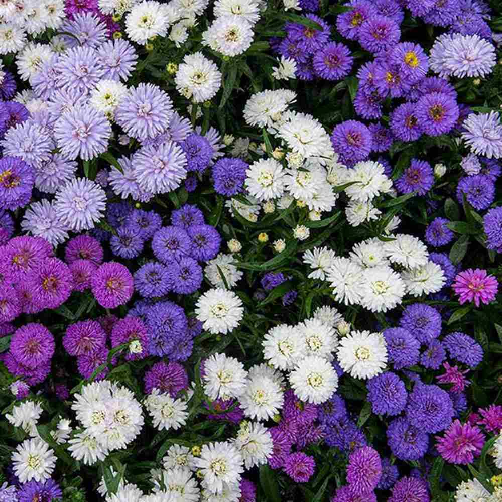 Steluta de toamna (Aster) Showmakers Quattro Culori, flori perene colorate, ideala pentru ghiveci