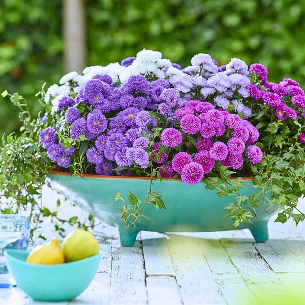 Steluta de toamna (Aster) Showmakers Quattro Culori, flori perene colorate, ideala pentru ghiveci