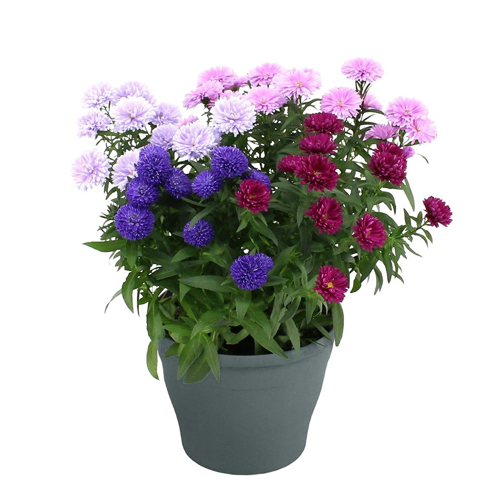 Steluta de toamna (Aster) Showmakers Quattro Culori, flori perene colorate, ideala pentru ghiveci