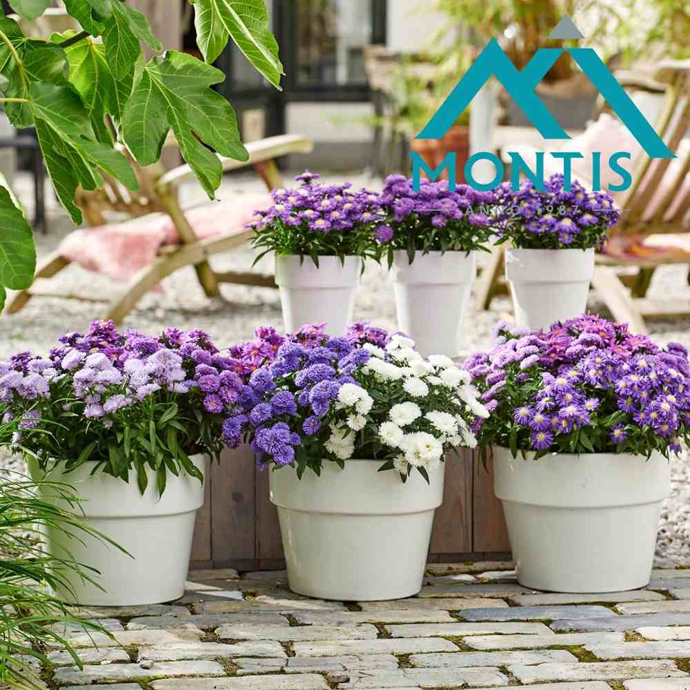 Steluta de toamna (Aster) Showmakers Quattro Culori, flori perene colorate, ideala pentru ghiveci