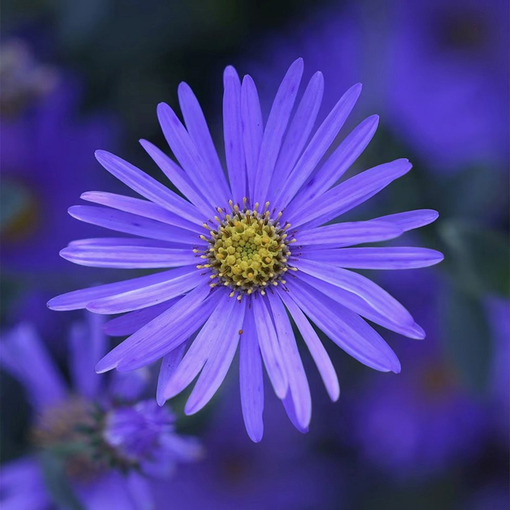 Steluta de Toamna (Aster) Mönch, flori violet-albastru, inflorire iulie-octombrie, rezistent la -23°C