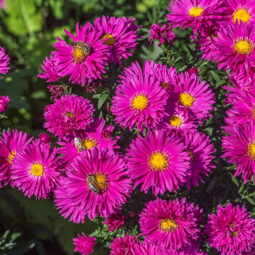 Steluta de toamna Aster Neron, perena decorativa cu flori rosii-purpuriu, inflorire septembrie-octombrie, rezistenta frig