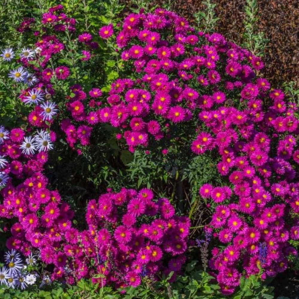 Steluta de toamna Aster Neron, perena decorativa cu flori rosii-purpuriu, inflorire septembrie-octombrie, rezistenta frig