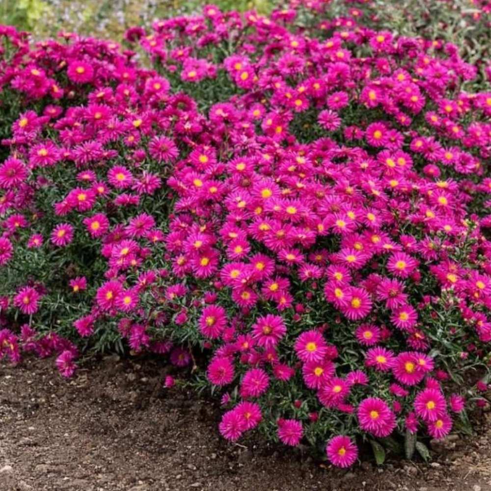 Steluta de toamna Aster Neron, perena decorativa cu flori rosii-purpuriu, inflorire septembrie-octombrie, rezistenta frig