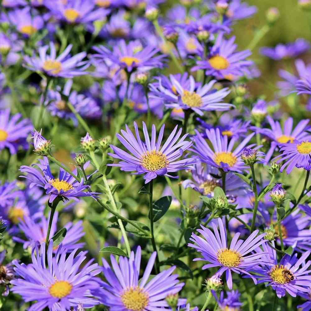 Steluta de Toamna (Aster) Professor Anton Kippenberg, planta perena, flori lila, gradina sau ghiveci