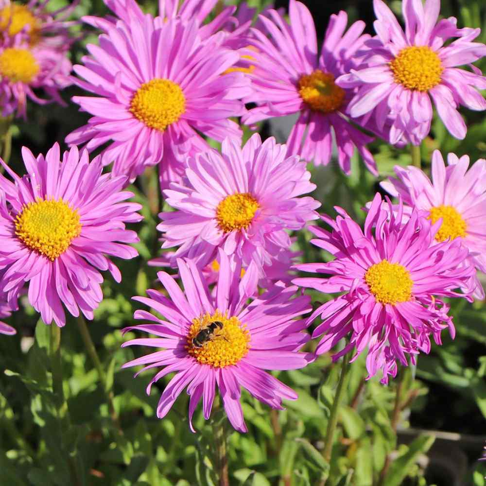 Steluta de Toamna (Aster) Happy End, perena alpina roz, pentru rocarii si borduri, inflorire mai iunie, rezistenta la frig, tufanica pitica pentru gradina