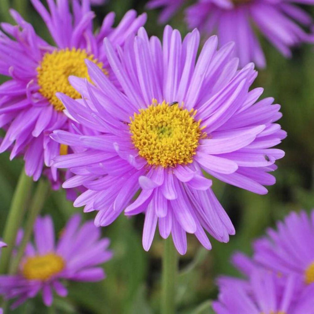 Steluta de Toamna (Aster) Happy End, perena alpina roz, pentru rocarii si borduri, inflorire mai iunie, rezistenta la frig, tufanica pitica pentru gradina
