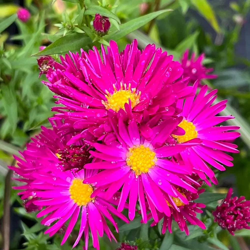 Steluta de Toamna Aster Wiston Churchill, flori roz inchis, planta perena rezistenta la ger