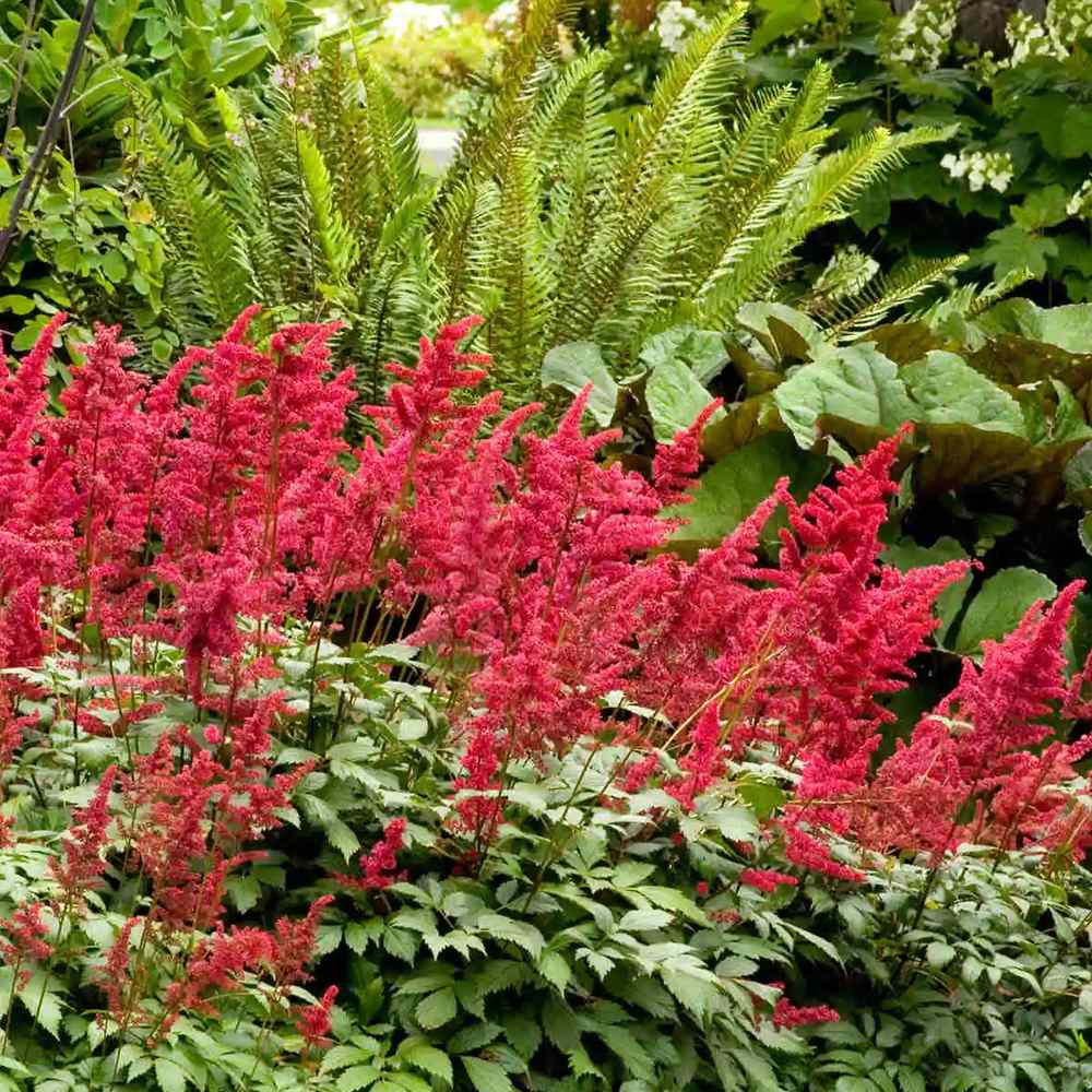 Astilbe Fanal, cu flori rosu aprins