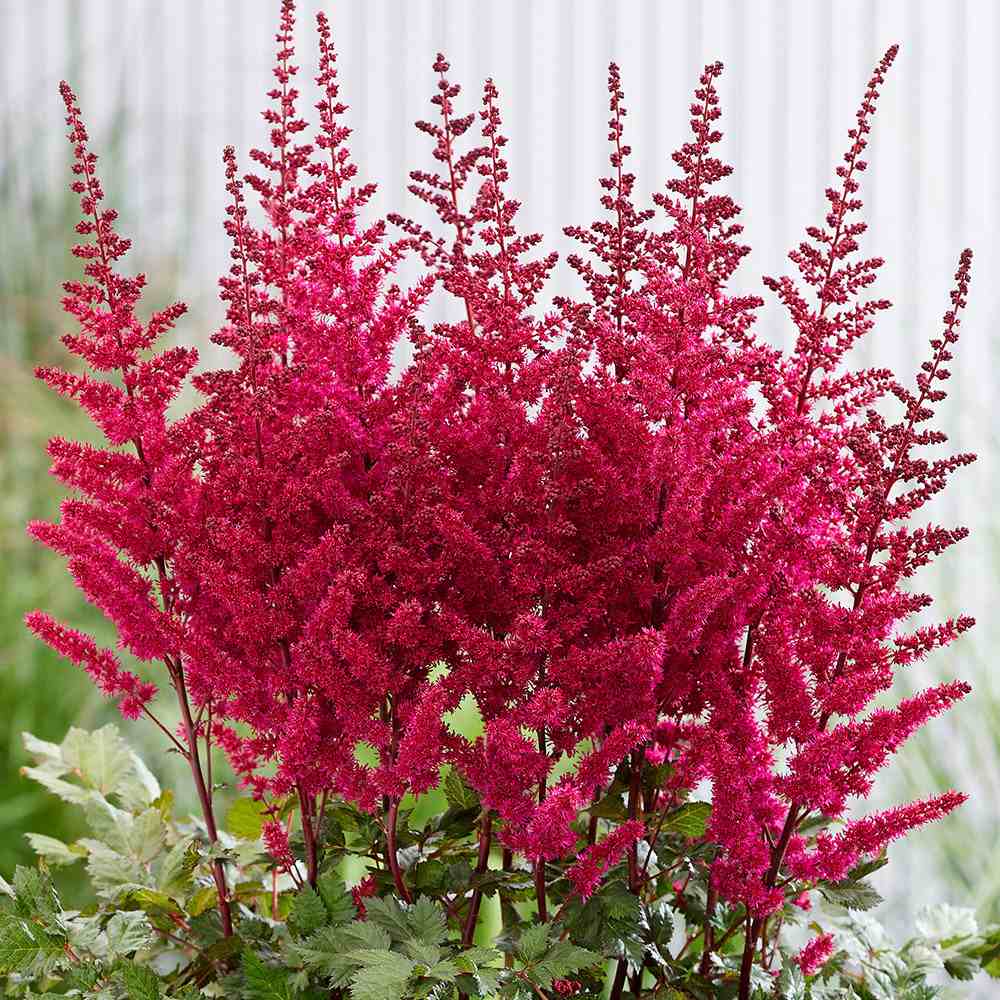 Astilbe Vulcano, planta perena cu flori rosii intense, pentru semiumbra, sol reavan si gradini elegante