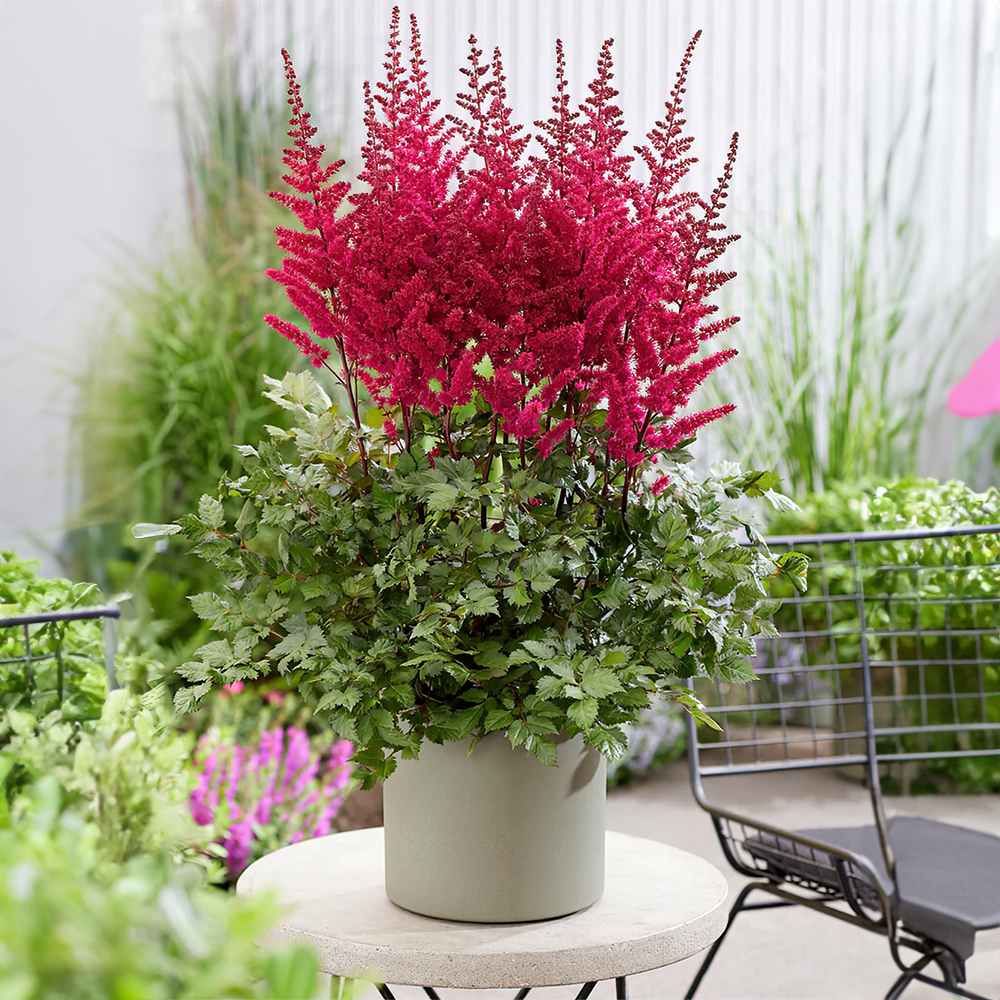 Astilbe Vulcano, planta perena cu flori rosii intense, pentru semiumbra, sol reavan si gradini elegante