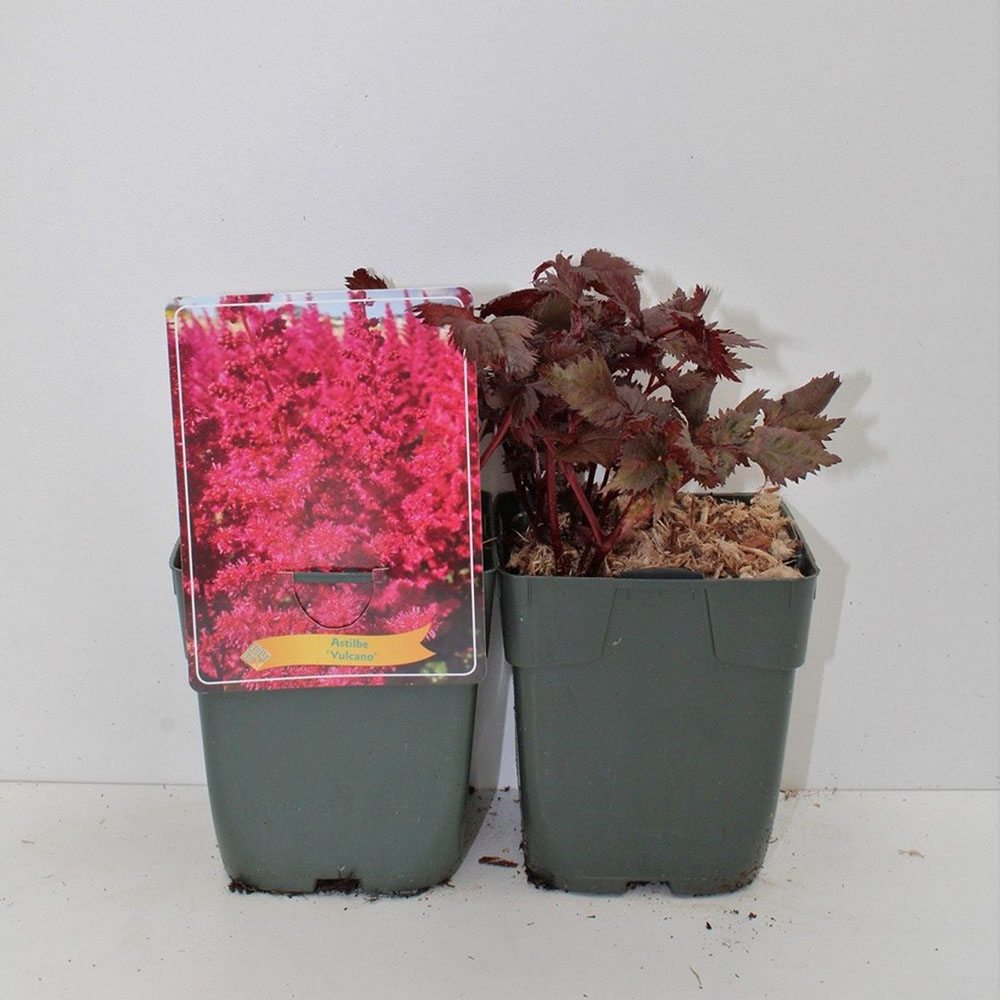 Astilbe Vulcano, planta perena cu flori rosii intense, pentru semiumbra, sol reavan si gradini elegante