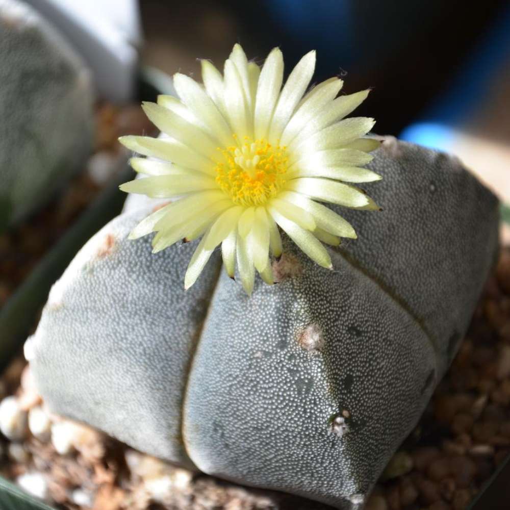 Cactus Boneta episcopului (Astrophytum myriostigma), cactus decorativ de interior cu flori galbene, crestere lenta - 20 cm