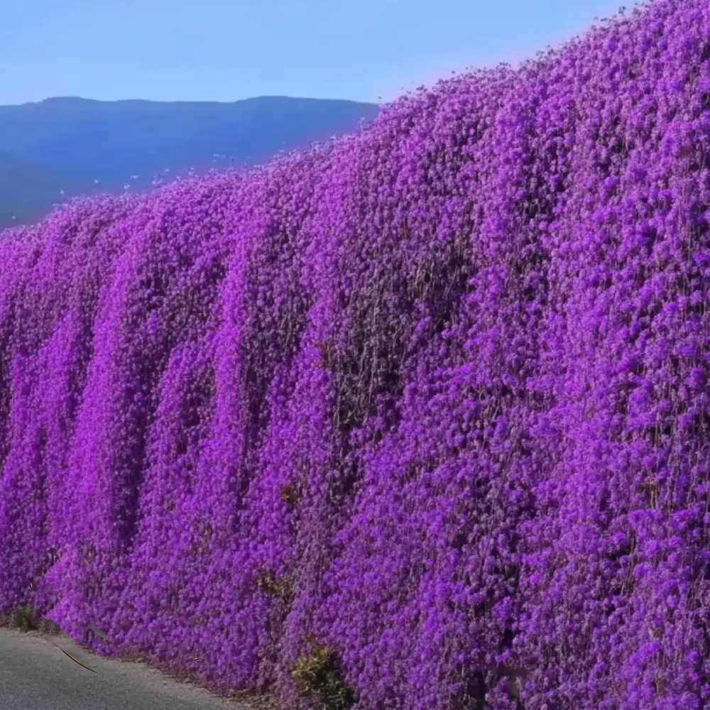 Aubrieta Axcent Lilac (Campanula), autoextindere naturala, flori lila, pentru rocarii, planta perena de primavara, acoperire sol, rezistenta la ger