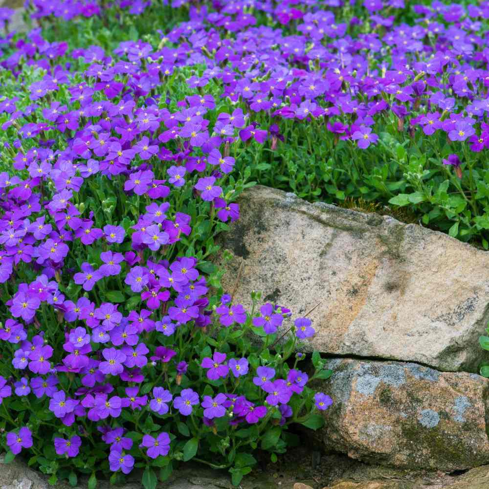 Aubrieta (Campanula) Blue Emperor, taratoare, autoextindere naturala, cu flori albastru-violet, perena tapetanta, semivesnic verde, pentru stancarii si borduri