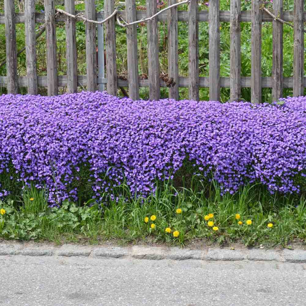 Aubrieta Little Gem, flori mov-violet, autoextindere naturala, perena tapetanta, semivesnic verde, pentru stancarii si borduri