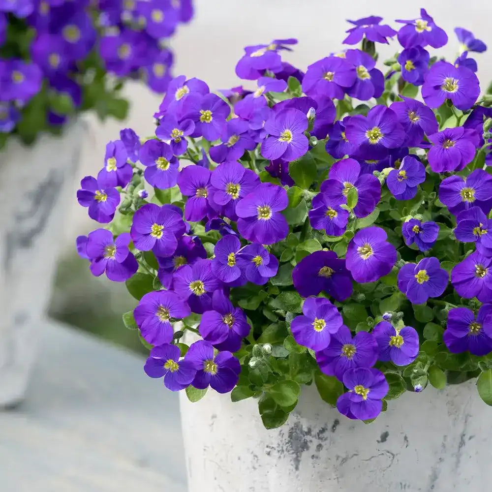 Aubrieta gracilis Kitte, planta perena decorativa, flori mov, formeaza covor, vibrante