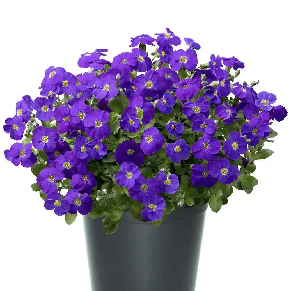 Aubrieta gracilis Kitte, planta perena decorativa, flori mov, formeaza covor, vibrante