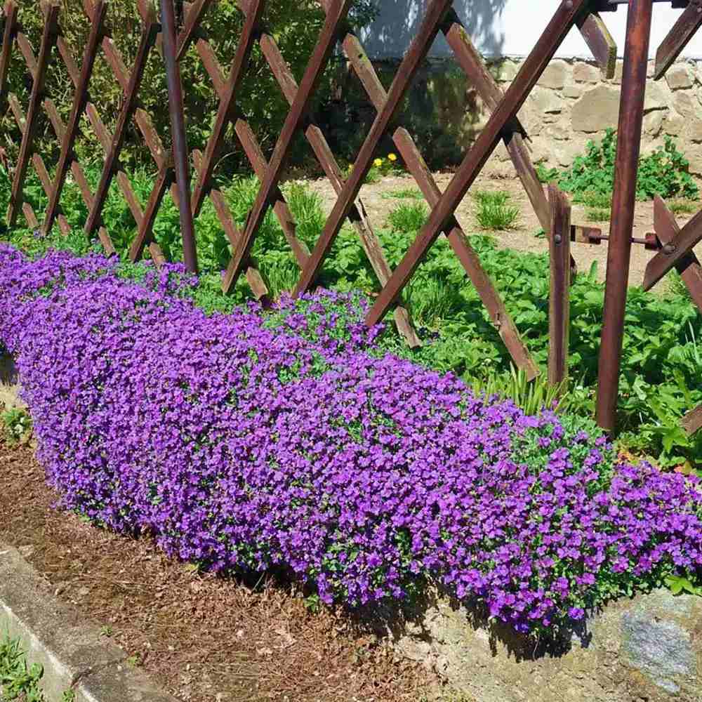 Aubrieta gracilis Kitte, planta perena decorativa, flori mov, formeaza covor, vibrante