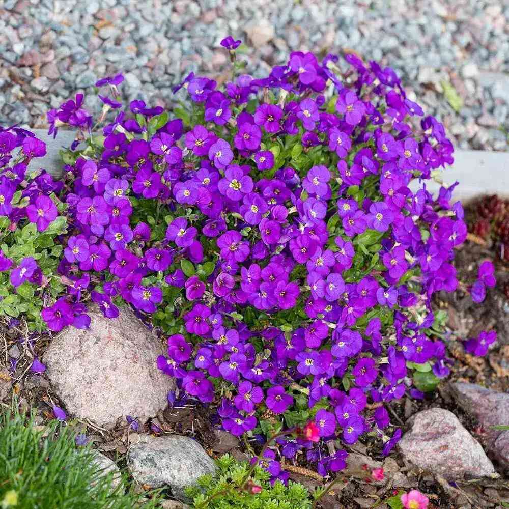 Aubrieta gracilis Kitte, planta perena decorativa, flori mov, formeaza covor, vibrante