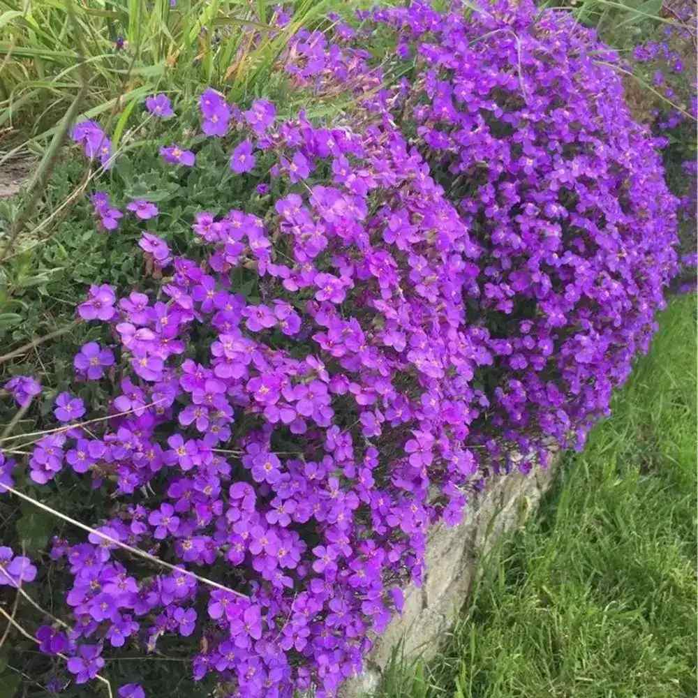 Aubrieta gracilis Kitte, planta perena decorativa, flori mov, formeaza covor, vibrante