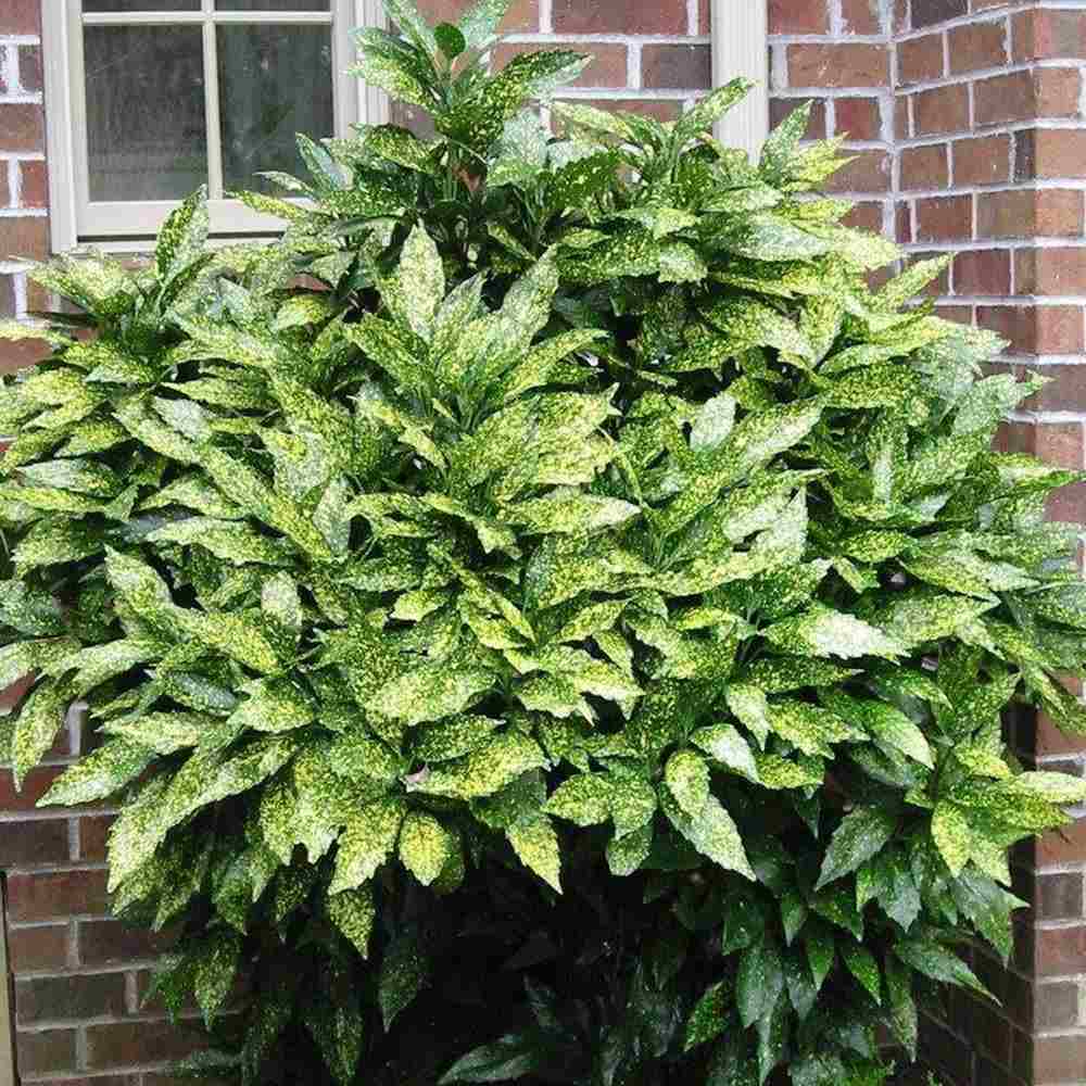 Pom de Aur Japonez Aucuba Variegata, planta decorativa de apartament cu frunze verzi patate galben