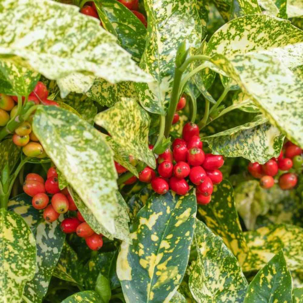 Pom de Aur Japonez Aucuba Variegata, planta decorativa de apartament cu frunze verzi patate galben