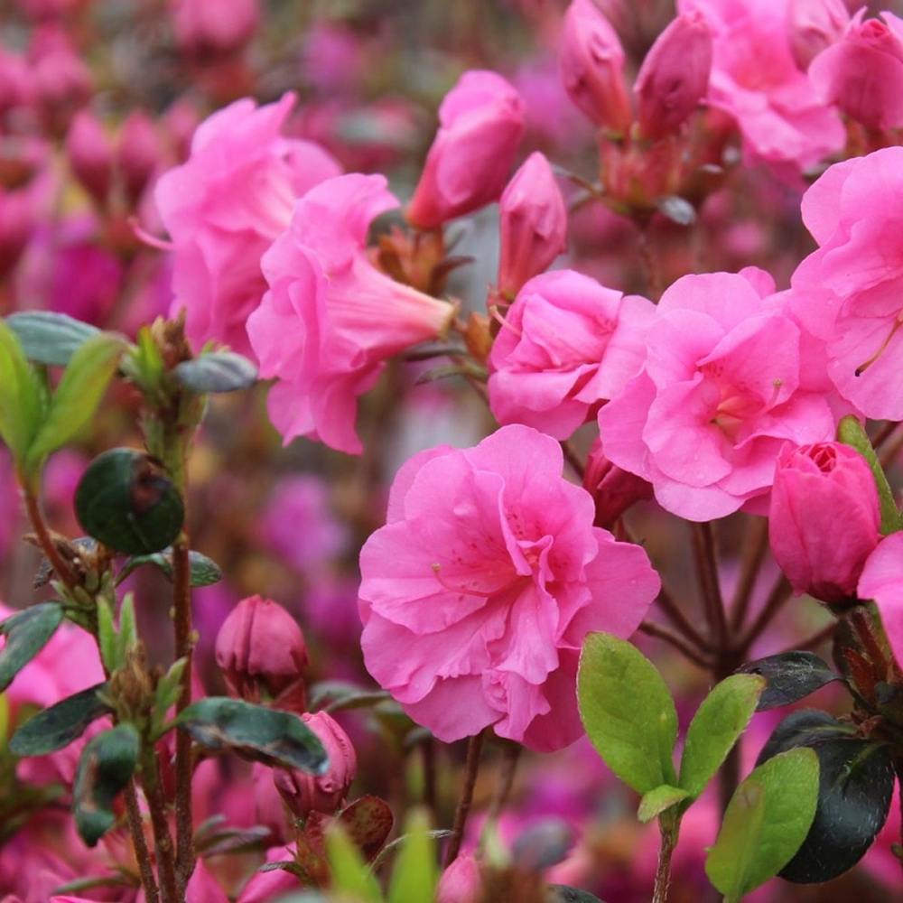 Azaleee Japoneza (Rhododendron) Babuschka, compact cu flori roz Intense, sol acid, semi-umbra