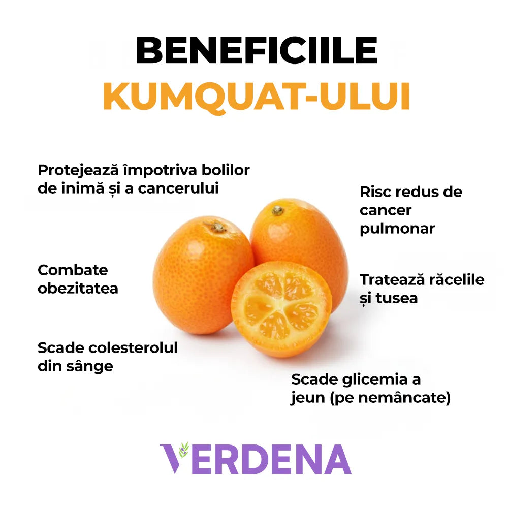 Pom Portocal Margarita Kumquat - 60 cm, cu fructe dulci la exterior si acrisoare la interior, an 2 pe rod