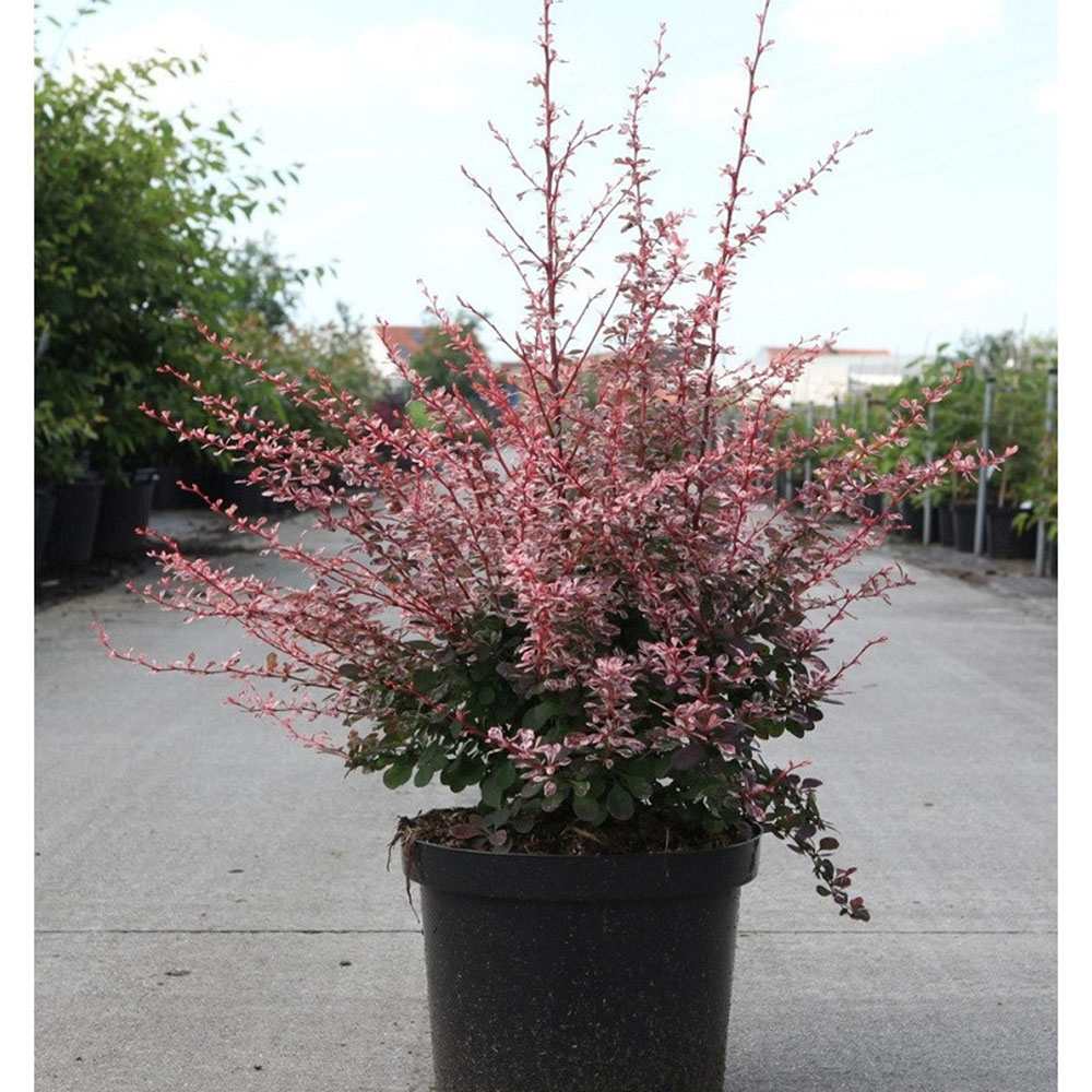 Dracila Berberis Japoneza Harlequin, arbust ornamental cu frunze pestrite roz rosu alb pentru gard viu decorativ sau planta solitara