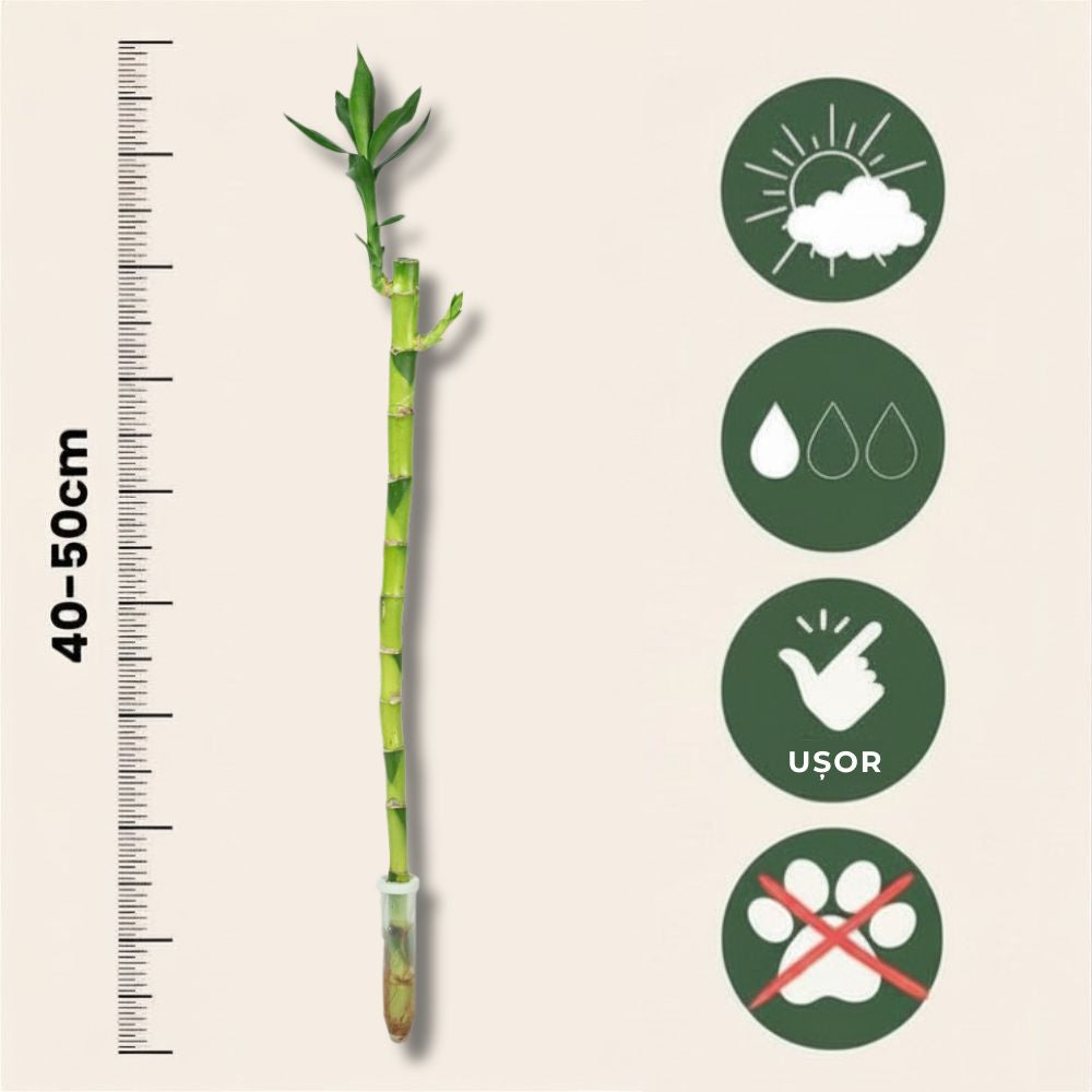 Bambus cu tulpina dreapta Lucky/Norocos, 50 cm, planta decorativa de interior Feng Shui, usor de ingrijit, simbol al norocului