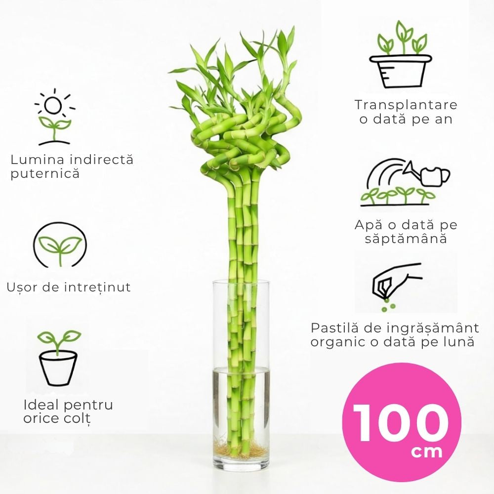 Bambus Ondulat Lucky/Norocos Spiral, 100 cm, planta decorativa de interior Feng Shui, usor de ingrijit, simbol al norocului, ideal pentru cadou