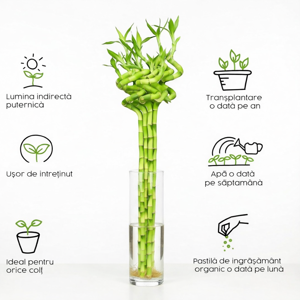 Bambus Ondulat Lucky/Norocos Spiral, 60 cm, planta decorativa de interior Feng Shui, usor de ingrijit, simbol al norocului, ideal pentru cadou