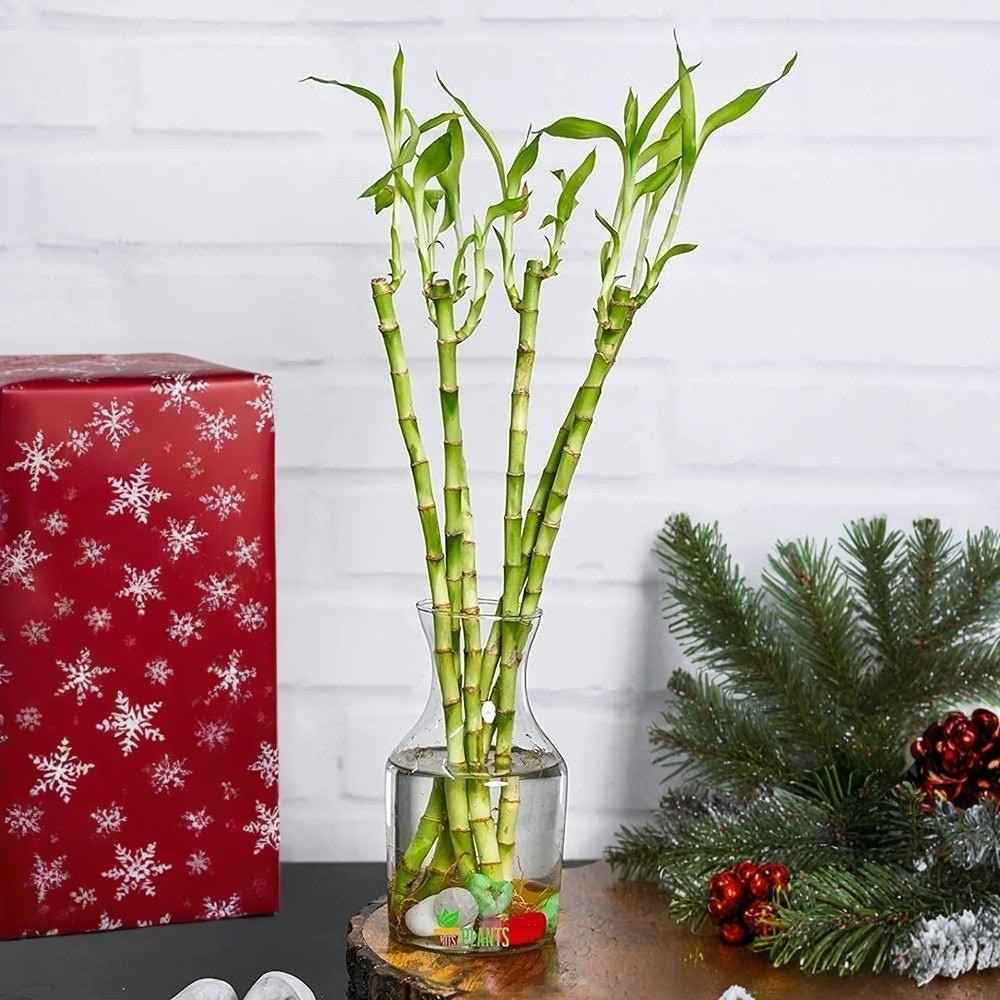 Bambus Ondulat Lucky/Norocos Spiral, 100 cm, planta decorativa de interior Feng Shui, usor de ingrijit, simbol al norocului, ideal pentru cadou de Craciun