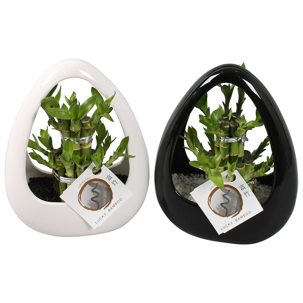 Aranjament Bambus Norocos Feng Shui, 18 cm, ghiveci rotund alb sau negru