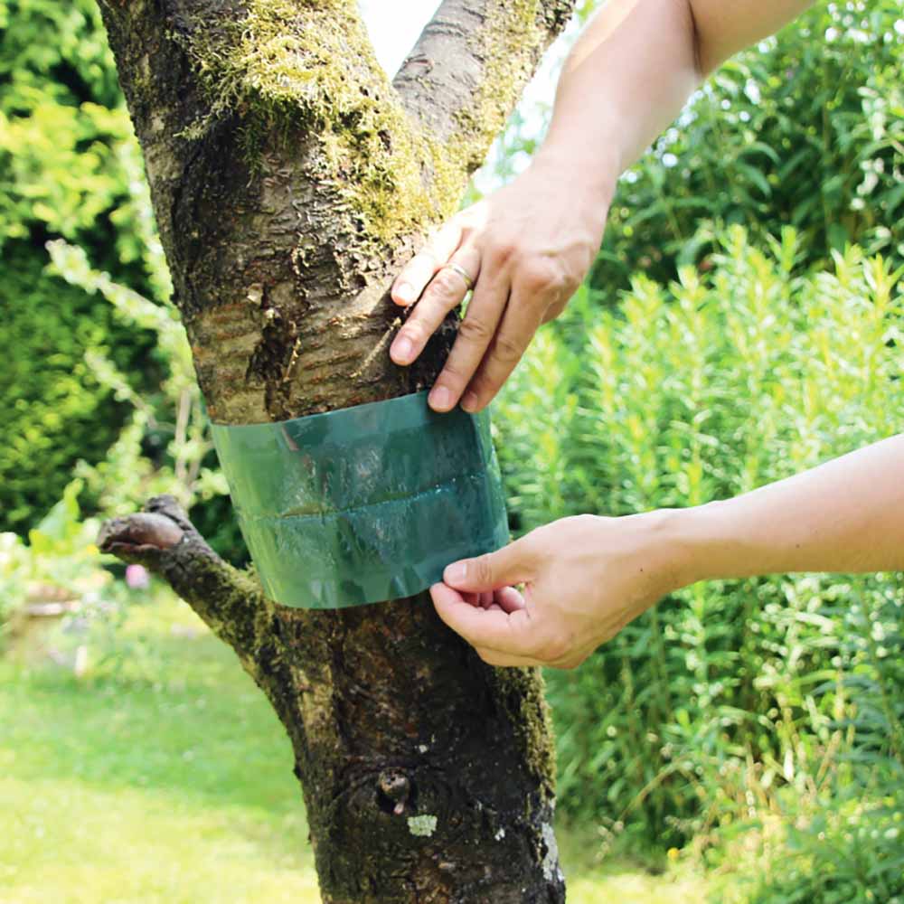 Banda Adeziva pentru Combaterea Daunatorilor la Pomi, 5m, SOLABIOL