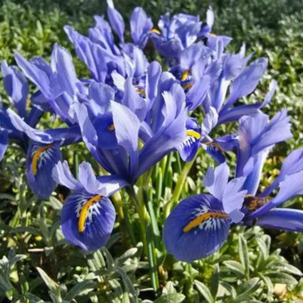 Iris Germanica mov-pal (Stanjenel) Bedtime Story, cu flori albastru deschis-violet parfumate, crestere rapida, bulb plantat In ghiveci