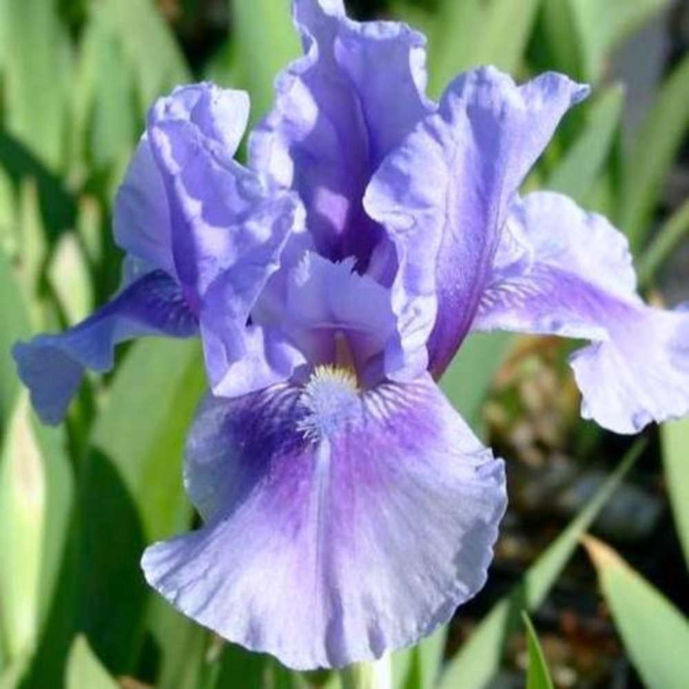 Iris Germanica mov-pal (Stanjenel) Bedtime Story, cu flori albastru deschis-violet parfumate, crestere rapida, bulb plantat In ghiveci