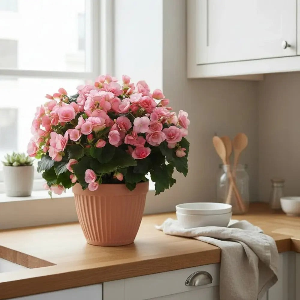 Begonia Elat. Betulia Candy Pink, planta de interior cu flori decorative roz
