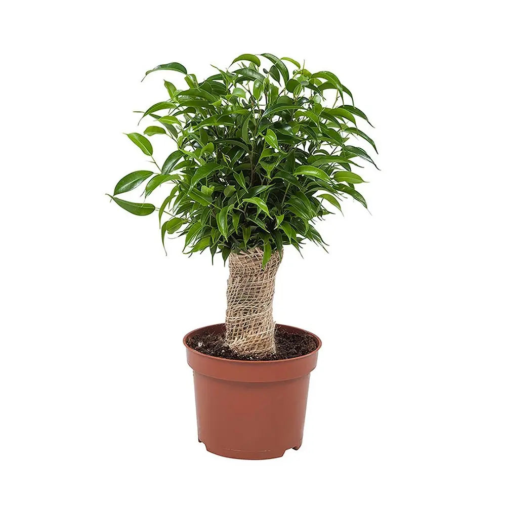 Ficus Bonsai Benjamina Natasja, 35 cm, planta de apartament decorativa cu frunze verzi
