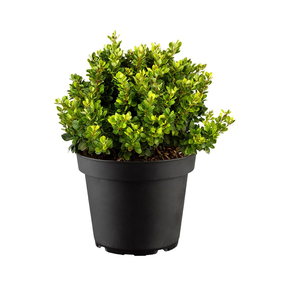 Berberis Japoneza Kobold, tarator, arbust pitic decorativ cu frunze verzi dese pentru gard viu sau planta solitara