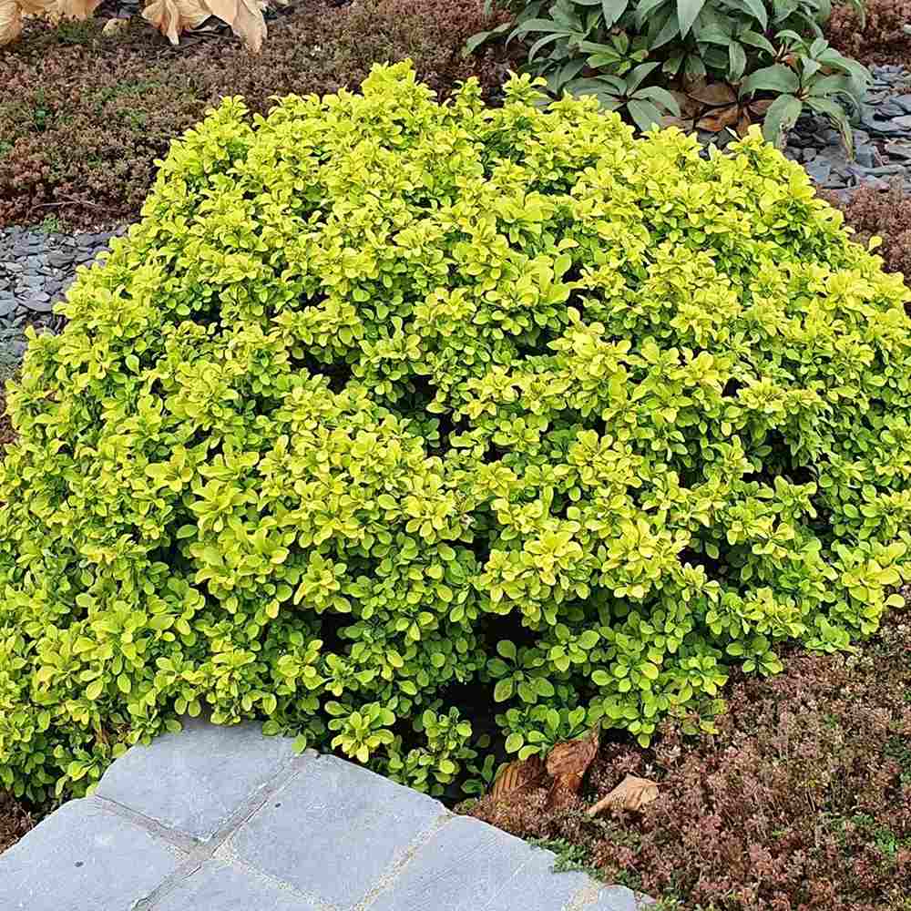Dracila Berberis Japoneza Goldalita, arbust ornamental, frunze galbene-aurii, gradina sau ghiveci
