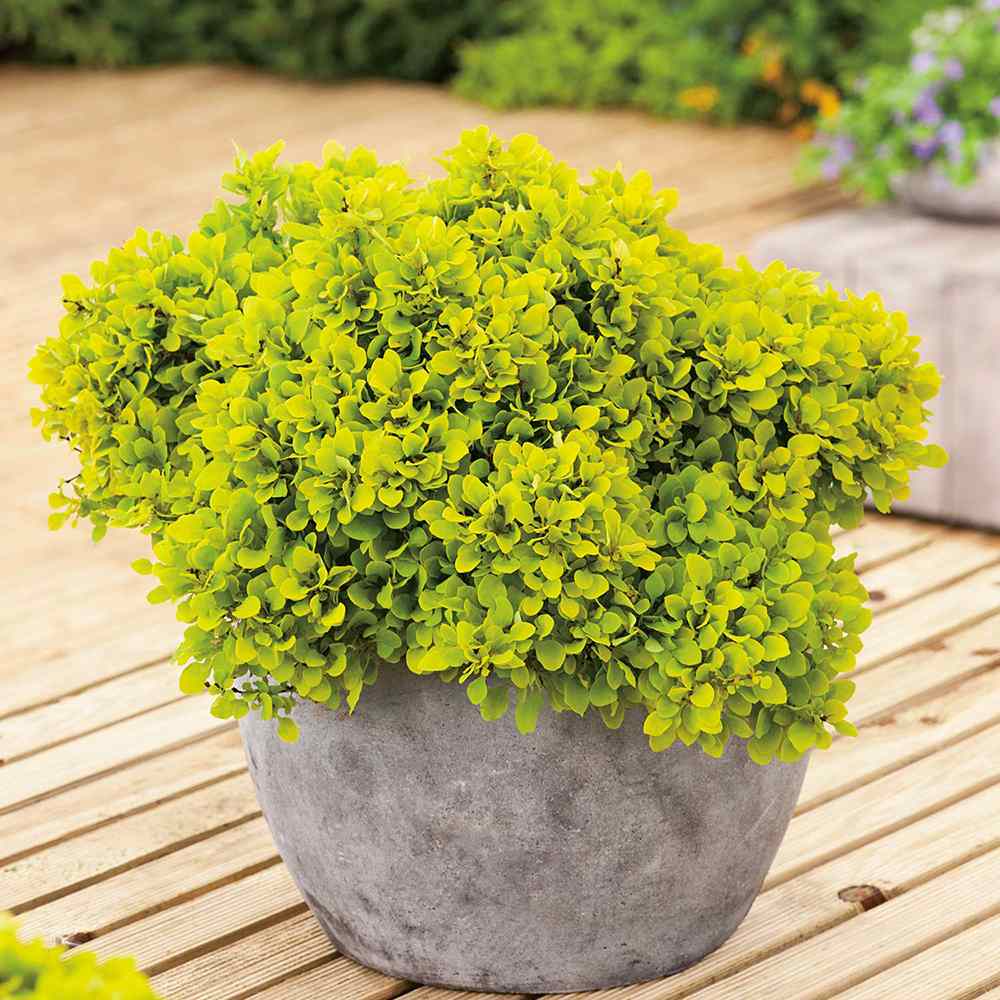 Dracila Berberis Japoneza Goldalita, arbust ornamental, frunze galbene-aurii, gradina sau ghiveci