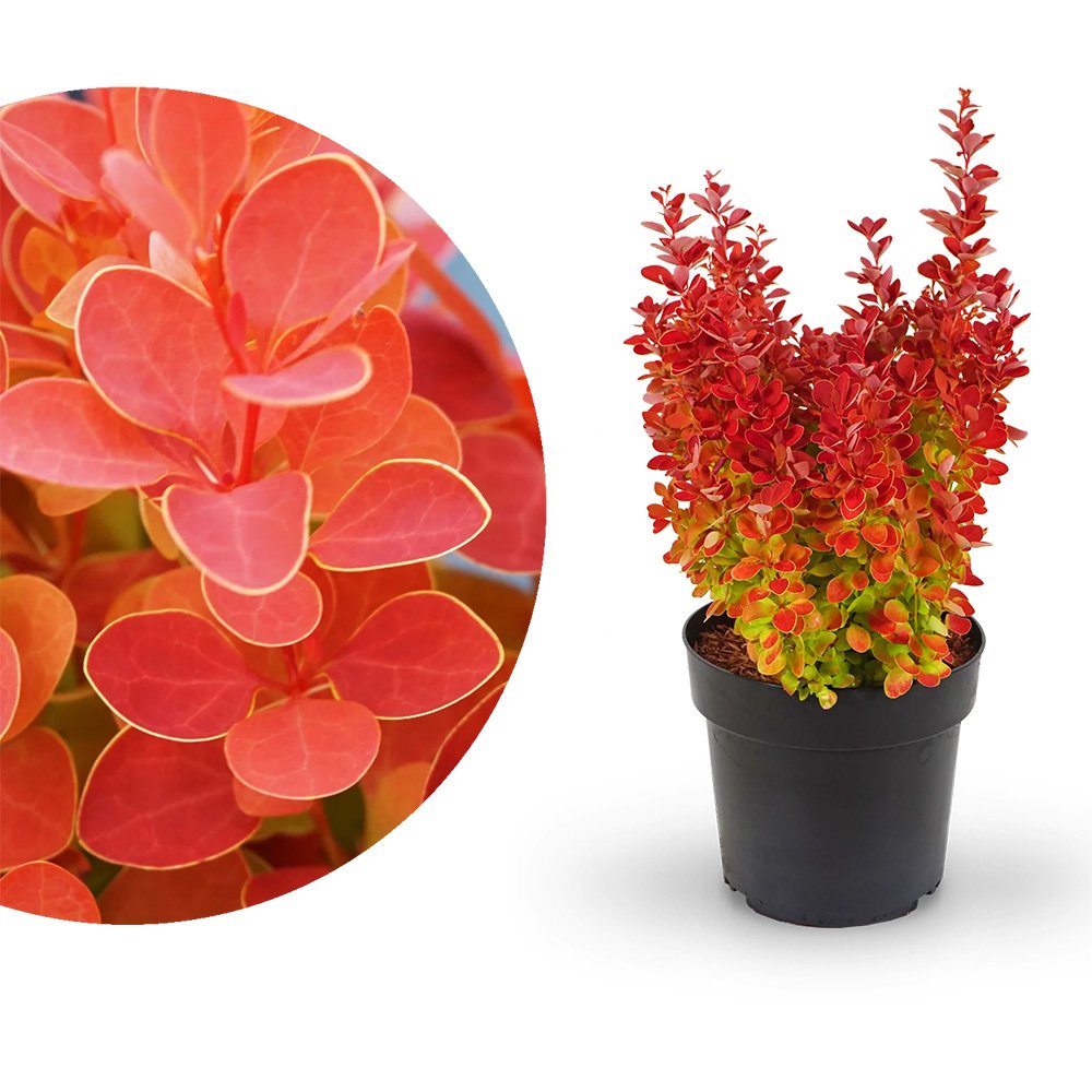 Dracila Berberis Japoneza portocaliu Orange Ice, arbust decorativ cu frunze portocalii rosii pentru gard viu sau plantare solitara