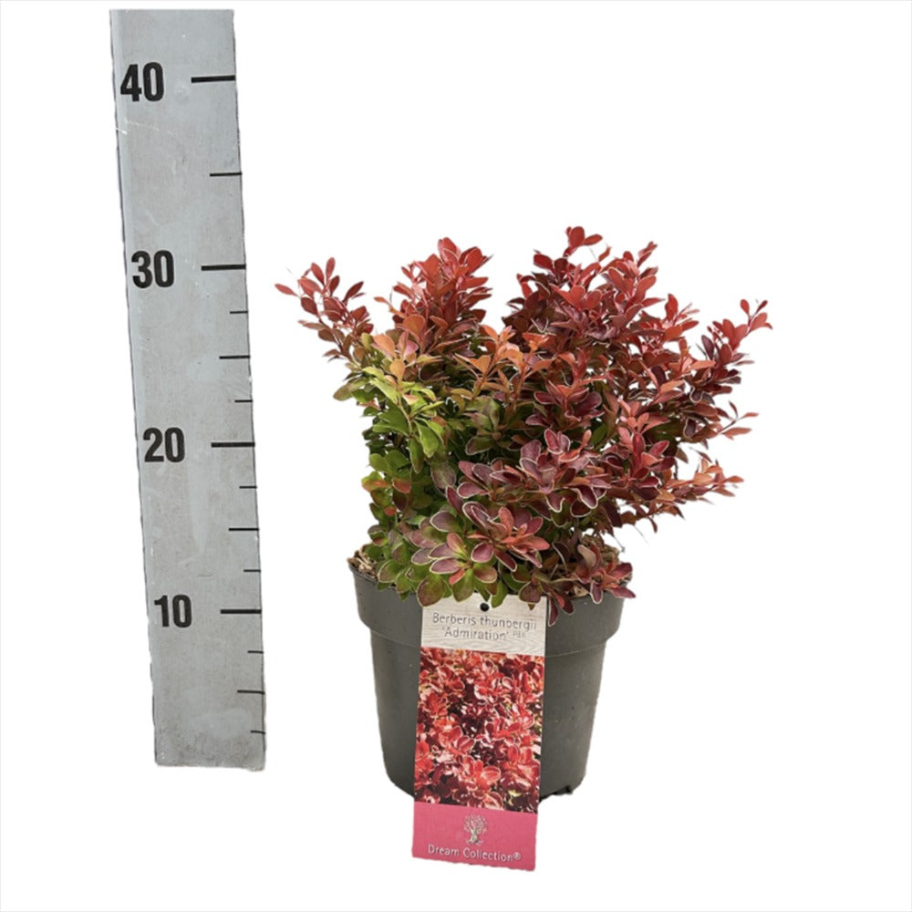 Dracila Berberis Japoneza Admiration, arbust compac, frunzis rosu-burgundiu, pentru gard viu mic sau borduri